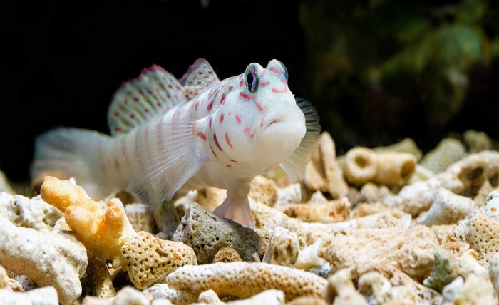 goby fish